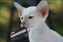 Xapo正式终止与Blockstream的比特币合作,转向以太坊?